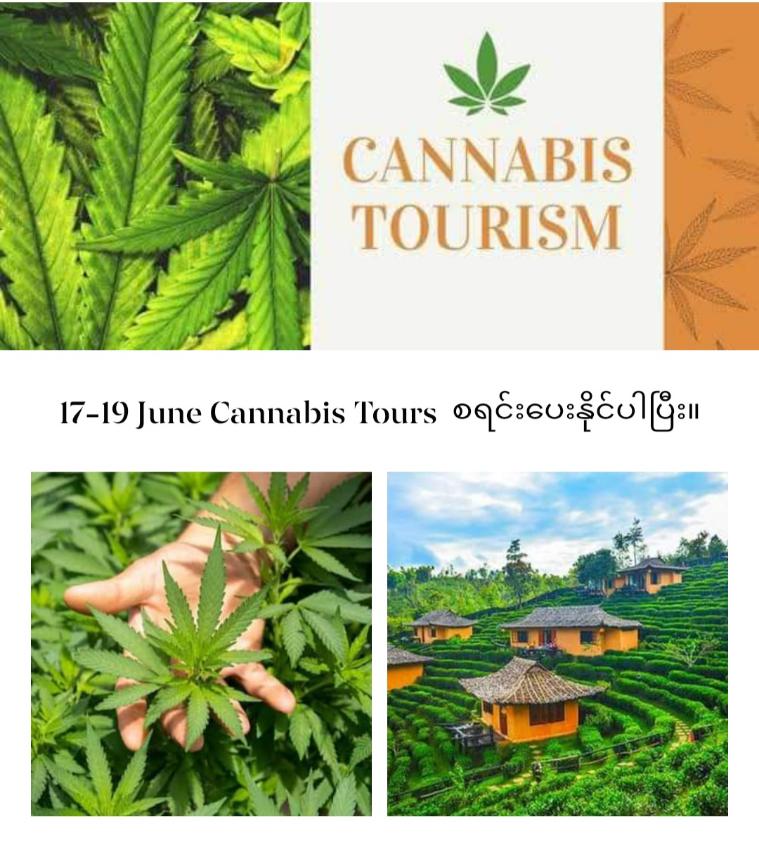 ထိုင်းနိုင်ငံက Cannabis Tour ခရီးစဥ်ကို မြန်မာခရီးသွားများ သွားရောက်လည်ပတ်နိုင်ရန် ပထမဆုံးအကြိမ်စီစဥ်