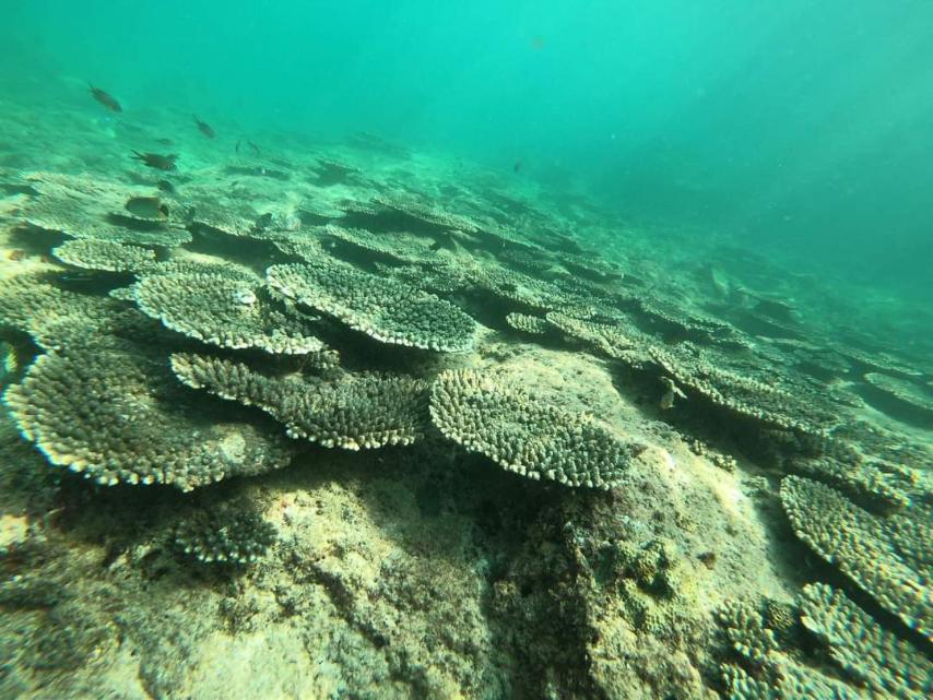 Coral(သန္တာကျောက်တန်း)များကို ခွာယူရောင်းချပါက ထောင်ဒဏ် ၁၀ နှစ် နှင့် ငွေဒဏ်သုံးသိန်း ကျခံရမည်