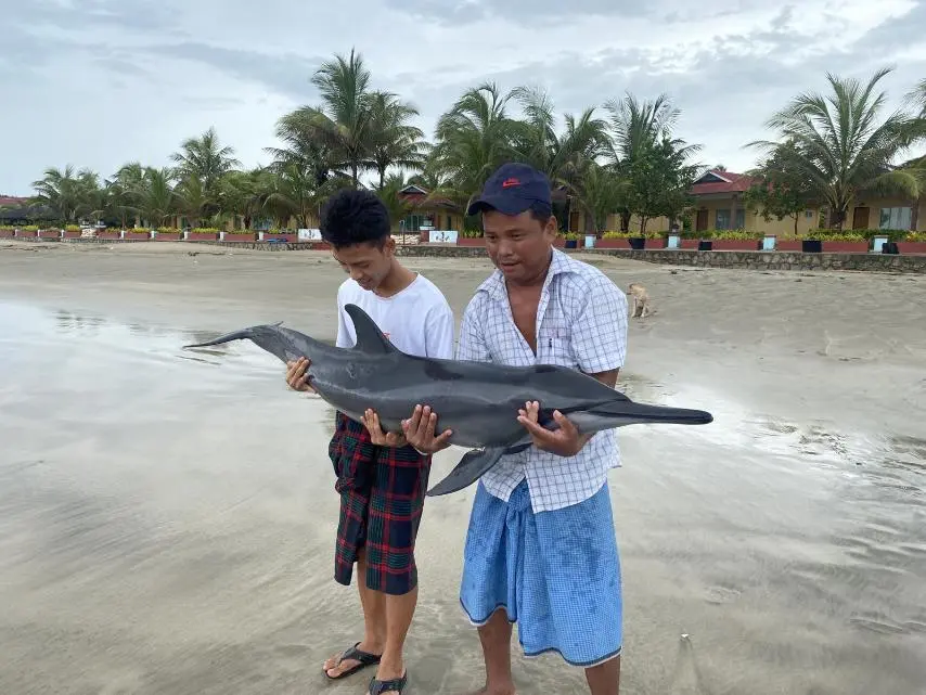 ငွေဆောင်ကမ်းခြေ At The Sea ဟိုတယ်ရှေ့ ဒေသအခေါ် လင်းရှူးငါးတစ်ကောင် အလည်ရောက်၍ ပြန်လွှတ်ပေးခဲ့