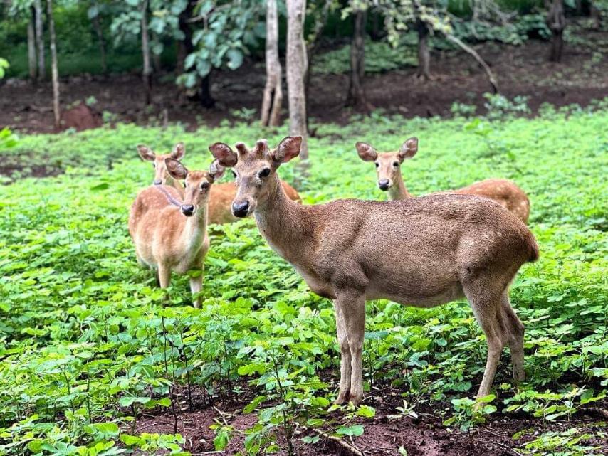 ပုပ္ပားတောင်အမျိုးသားဘူမိဥယျာဉ်ရှိမြန်မာ့ရွှေသမင်ခြံသို့ ခရီးသွားများ လာရောက်လေ့လာနိုင်